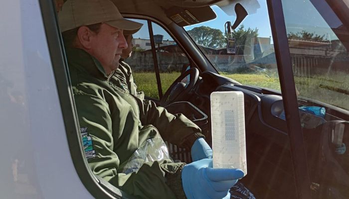  Combate à dengue: Londrina e Foz do Iguaçu vão soltar 4 milhões de Wolbitos na semana